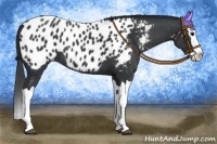 Horse Color:Black Splash Near Leopard 