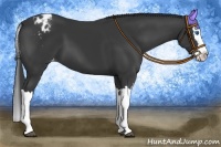 Horse Color:Black Splash Appaloosa 