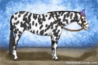 Horse Color:Black Splash Appaloosa 