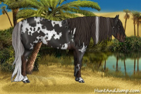 Horse Color:White Spotted Liver Chestnut 