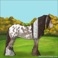Horse Color:White Spotted Liver Red Dun Blanket
