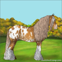 Horse Color:Gray White Spotted Gold Cream Champagne Appaloosa Rabicano 