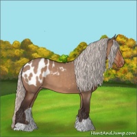 Horse Color:Silver Brown Dun Appaloosa
