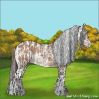 Horse Color:Bay Roan Dun  and Sable Champagne Roan Splash Appaloosa 