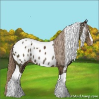 Horse Color:Chocolate Palomino Sabino Tobiano Appaloosa Rabicano 