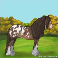 Horse Color:Liver Chestnut Sabino Blanket 