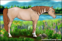 Horse Color:Buckskin Pearl 
