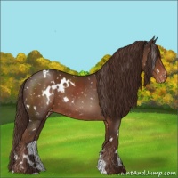 Horse Color:White Spotted Liver Chestnut Appaloosa Rabicano 