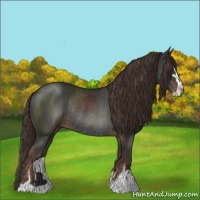 Horse Color:Liver Chestnut Sabino Rabicano