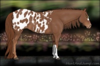 Horse Color:Chestnut Blanket