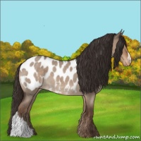 Horse Color:Liver Red Dun Roan Appaloosa 