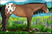 Horse Color:Gray Sable Champagne Appaloosa 