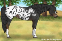 Horse Color:Gray Liver Chestnut Appaloosa