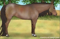 Horse Color:Liver Red Roan 