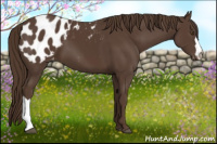 Horse Color:Liver Chestnut Appaloosa 