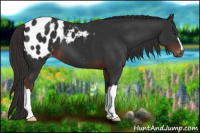 Horse Color:Gray Liver Chestnut Blanket 