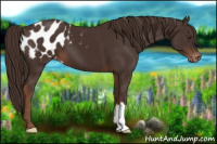 Horse Color:Liver Chestnut Appaloosa