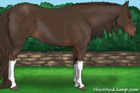 Horse Color:Liver Chestnut 