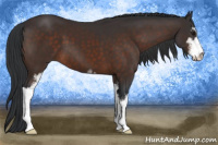 Horse Color:Brown Sabino