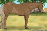 Horse Color:Chocolate Palomino Appaloosa Rabicano