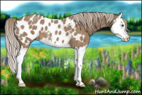 Horse Color:Chocolate Palomino Roan Splash Blanket