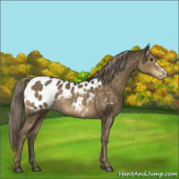 Horse Color:Chocolate Palomino Appaloosa 