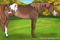 Horse Color:Liver Chestnut Appaloosa 