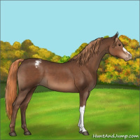Horse Color:Liver Chestnut Appaloosa 