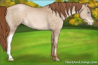 Horse Color:Buckskin Pearl Varnish 