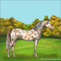 Horse Color:Sable Cream Champagne Appaloosa  and Sable Cream Champagne Appaloosa 