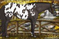 Horse Color:Liver Chestnut Appaloosa 