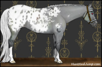 Horse Color:Silver Grullo Chinchilla Appaloosa 