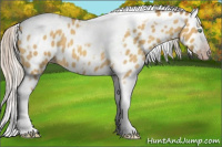 Horse Color:Gray Silver Amber Cream Champagne Roan Dun Splash Tobiano Frame Appaloosa Rabicano 