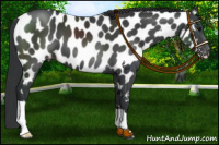 Horse Color:Black Appaloosa