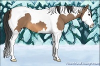 Horse Color:Buckskin Splash Tobiano 