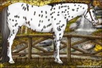 Horse Color:Liver Chestnut Near Leopard 