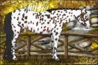 Horse Color:Bay Near Leopard