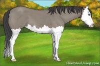 Horse Color:Smoky Grullo Roan Splash 