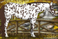 Horse Color:Liver Chestnut Near Leopard 