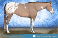 Horse Color:Sable Champagne Splash Tobiano Varnish 