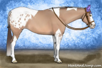 Horse Color:Sable Champagne Splash Tobiano Appaloosa 