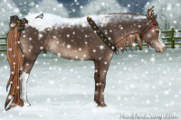 Horse Color:Liver Chestnut Appaloosa 