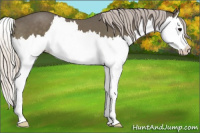Horse Color:Silver Black Splash 
