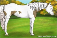 Horse Color:Silver Black Splash Tobiano 