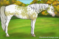 Horse Color:Gray Silver Amber Cream Champagne Roan Dun Splash Tobiano Frame 