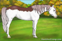 Horse Color:Silver Black Splash 