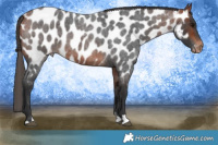 Horse Color:Bay Roan Near Leopard 