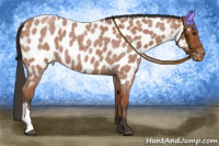 Horse Color:Bay Roan Appaloosa
