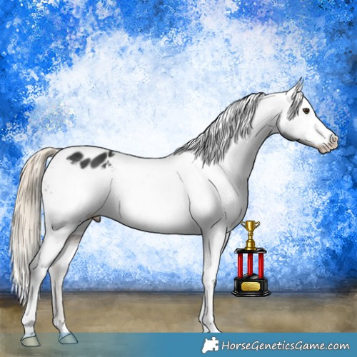 Horse Color:Liver Chestnut Appaloosa 