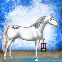 Horse Color:Liver Chestnut Appaloosa 
